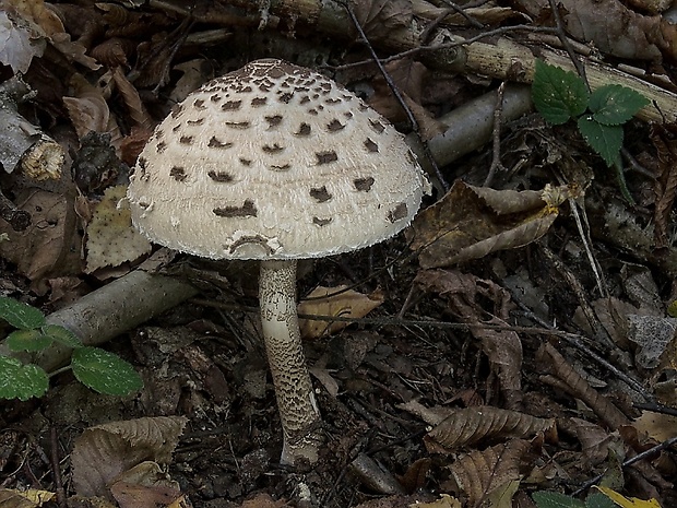 bedľa vysoká Macrolepiota procera (Scop.) Singer