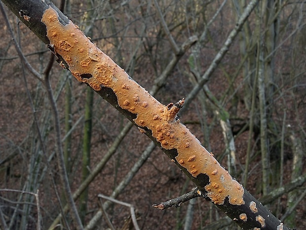 kornatka mäsovočervená Peniophora incarnata (Pers.) P. Karst.