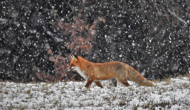 líška hrdzavá Vulpes vulpes