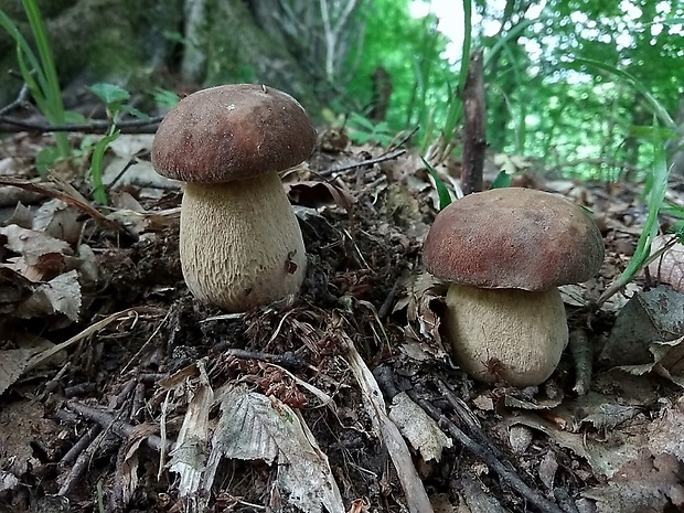 hríb dubový Boletus reticulatus Schaeff.