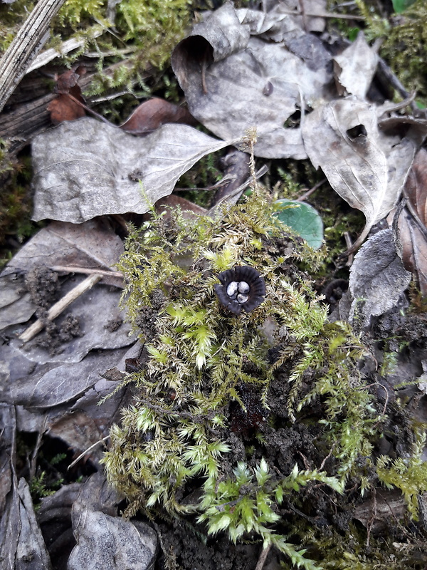 čiaškovec pásikavý Cyathus striatus (Huds.) Willd.