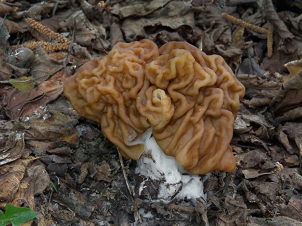 ušiak obrovský Gyromitra gigas (Krombh.) Cooke