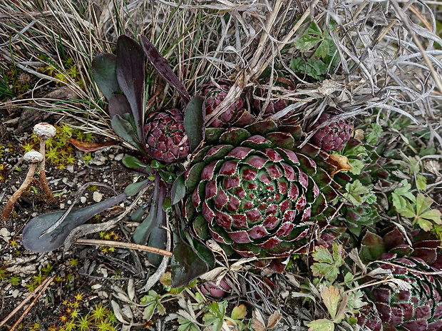 skalničník guľkovitý Jovibarba globifera (L.) J. Parn.