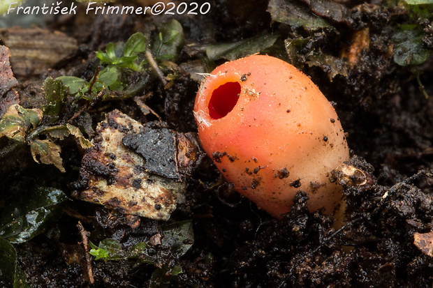 ohnivček zimný Microstoma protractum (Fr.) Kanouse