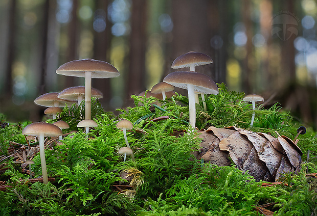 peniazočka smreková Strobilurus esculentus (Wulfen) Singer