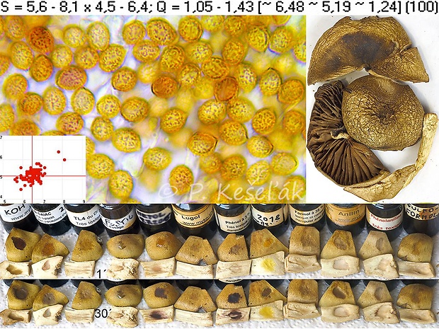 pavučinovec žltozelený horský Cortinarius venetus var. montanus M.M. Moser