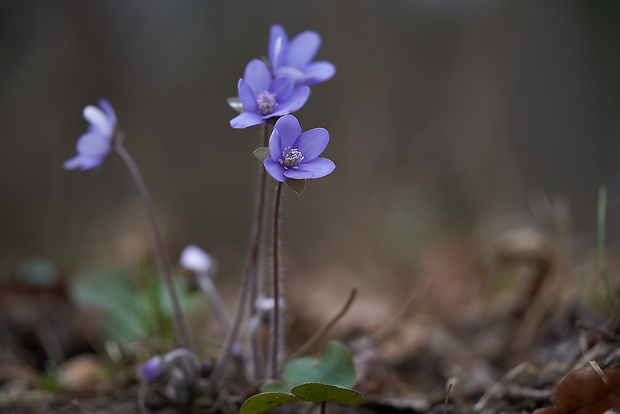 pečeňovník trojlaločný Hepatica nobilis Schreb.