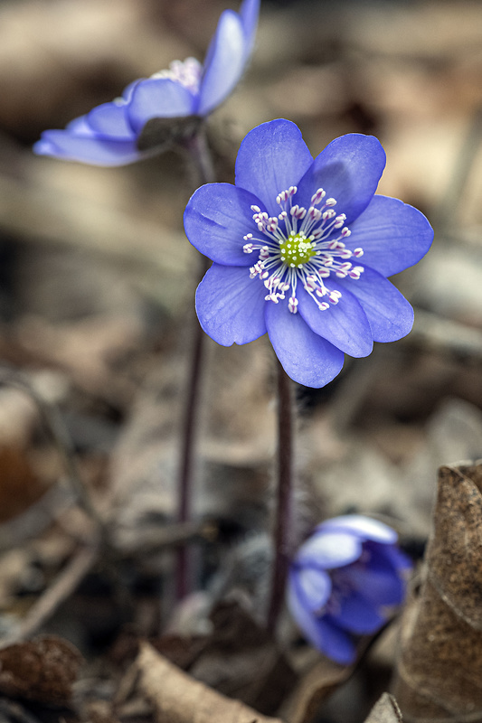 pečeňovník trojlaločný Hepatica nobilis Schreb.