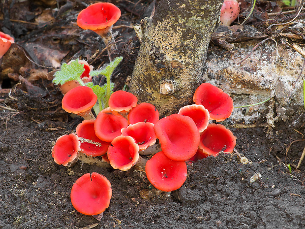 ohnivček zimný Microstoma protractum (Fr.) Kanouse