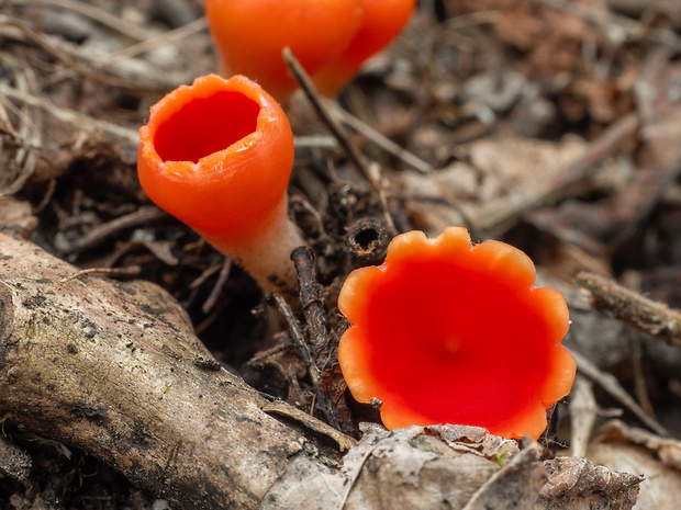 ohnivček zimný Microstoma protractum (Fr.) Kanouse