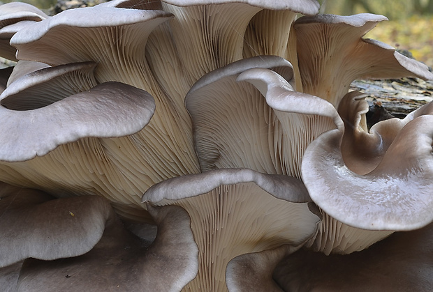 hliva ustricovitá Pleurotus ostreatus (Jacq.) P. Kumm.