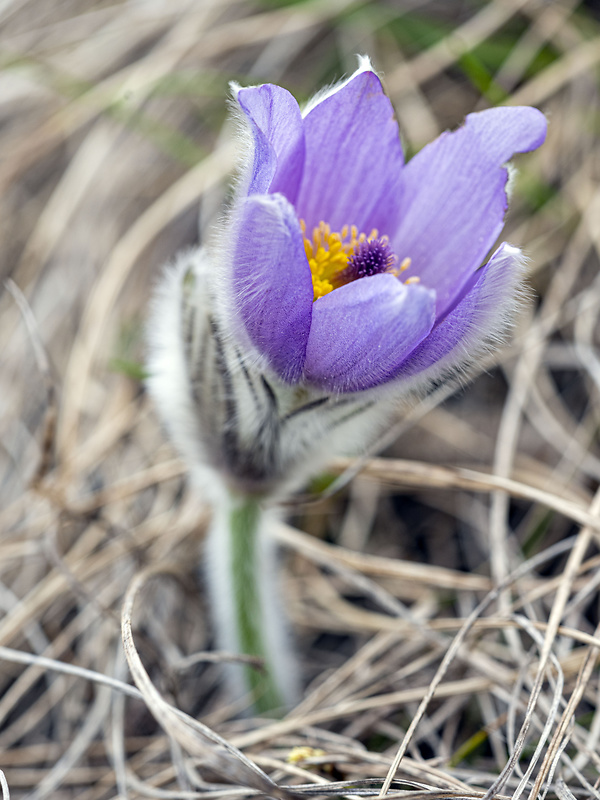 poniklec veľkokvetý Pulsatilla grandis Wender.