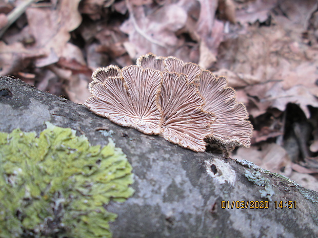 klanolupeňovka obyčajná Schizophyllum commune Fr.