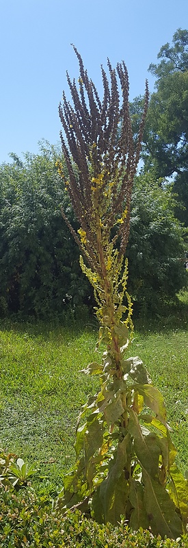 divozel Verbascum sp.