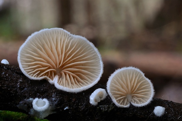 pahliva Crepidotus sp.