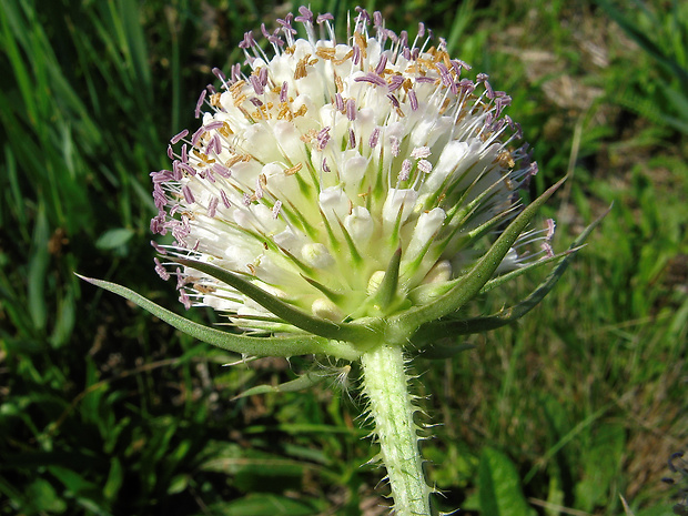 štetka Dipsacus × pseudosylvestris