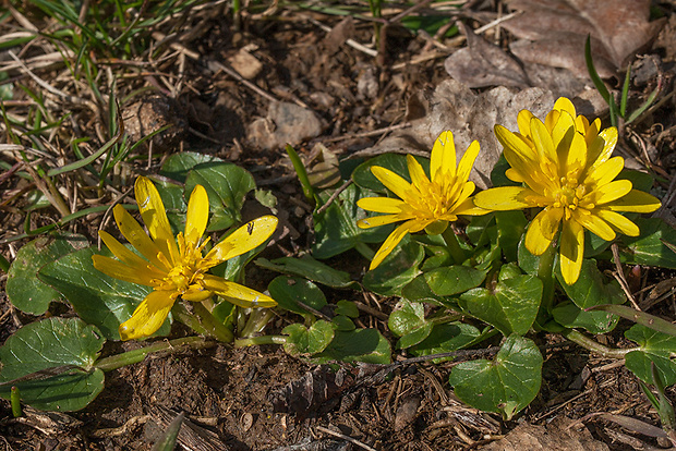 blyskáč záružľolistý Ficaria calthifolia Rchb.