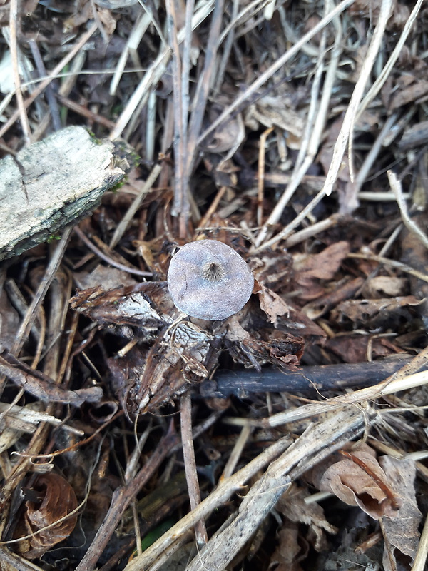 hviezdovka golierikovitá Geastrum striatum DC.