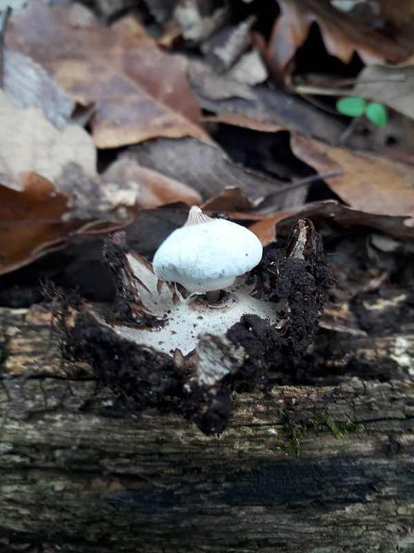 hviezdovka golierikovitá Geastrum striatum DC.