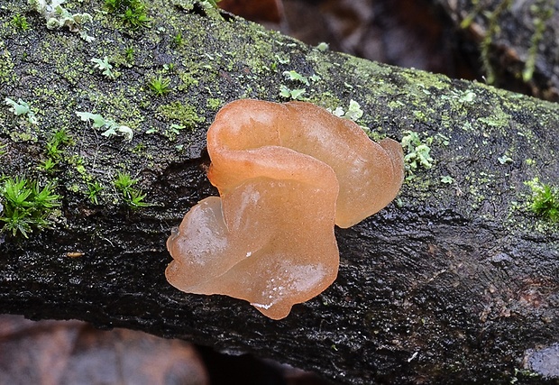 rôsolovka zlatožltá Tremella mesenterica Retz.