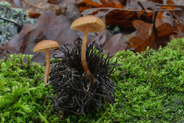 smeťovka zimná Tubaria furfuracea (Pers.) Gillet