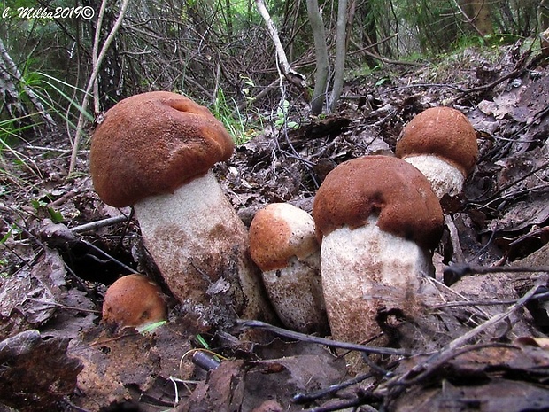 kozák dubový Leccinum aurantiacum (Bull.) Gray