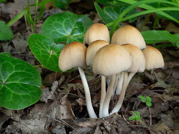 hnojník ligotavý Coprinellus micaceus (Bull.) Vilgalys, Hopple & Jacq. Johnson