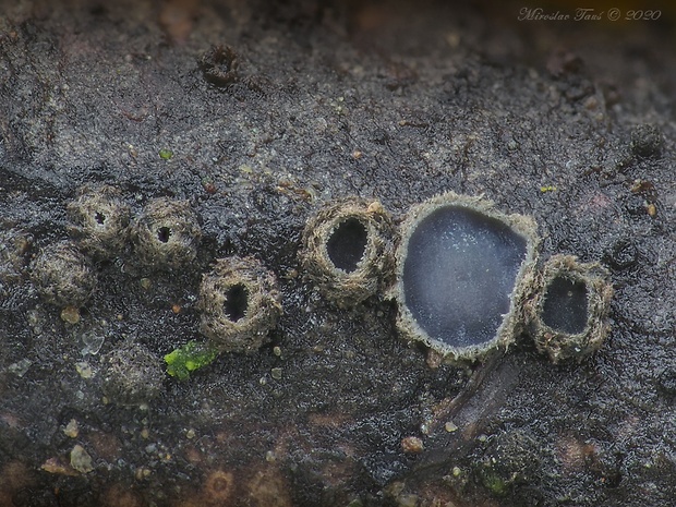 molízia Mollisia rosae (Pers.) P. Karst.