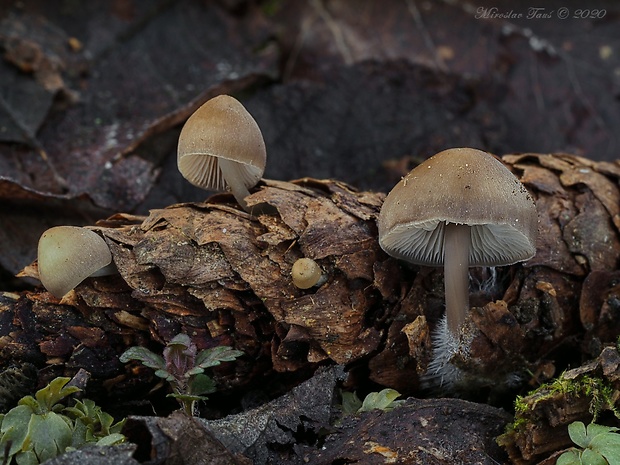 prilbička šišková Mycena strobilicola J. Favre & Kühner