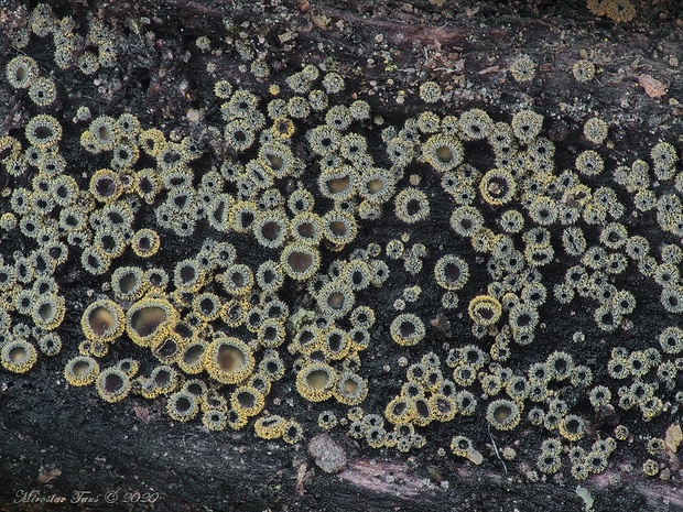 lachnetka vosková Neodasyscypha cerina (Pers.) Spooner