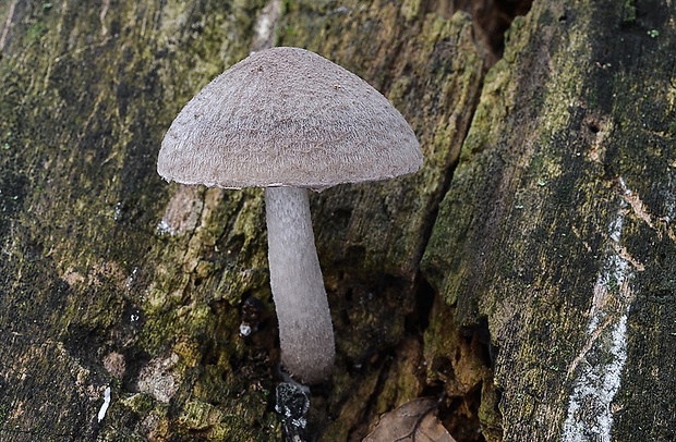 drobuľka Psathyrella sp.