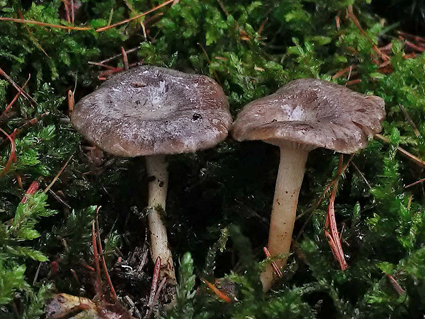 strmuľka srieňová Rhizocybe pruinosa (Lasch) Vizzini, G. Moreno, P. Alvarado & Consiglio