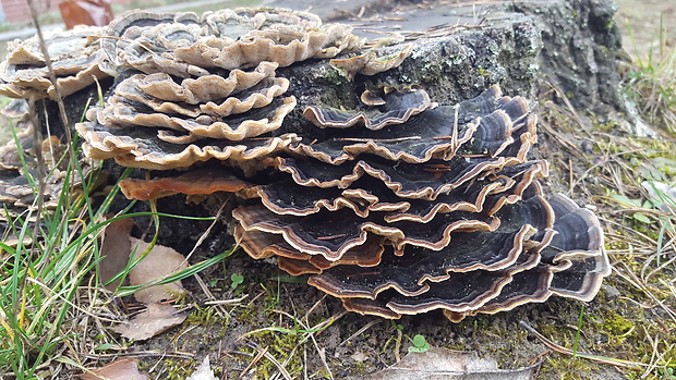 trúdnikovec pestrý  Trametes versicolor (L.) Lloyd