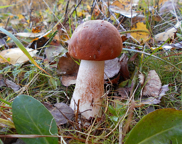 kozák dubový Leccinum aurantiacum (Bull.) Gray