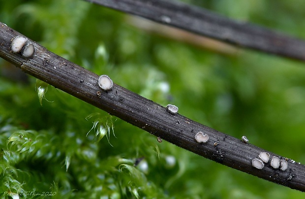 pabradavičkovec borovicový Pseudohelotium pineti (Batsch) Fuckel