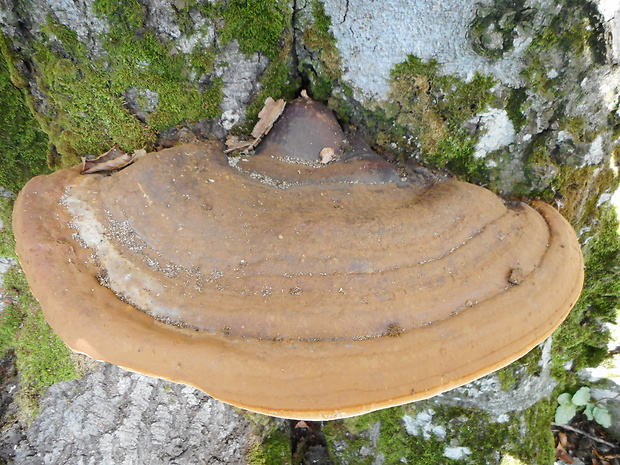 lesklokôrovka plochá Ganoderma applanatum (Pers.) Pat.