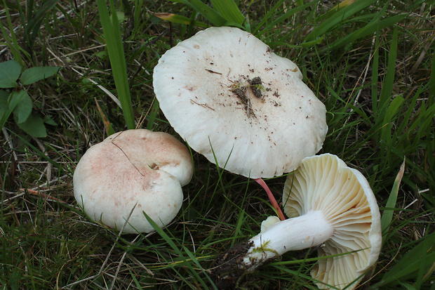 šťavnačka Hygrophorus queletii Bres.