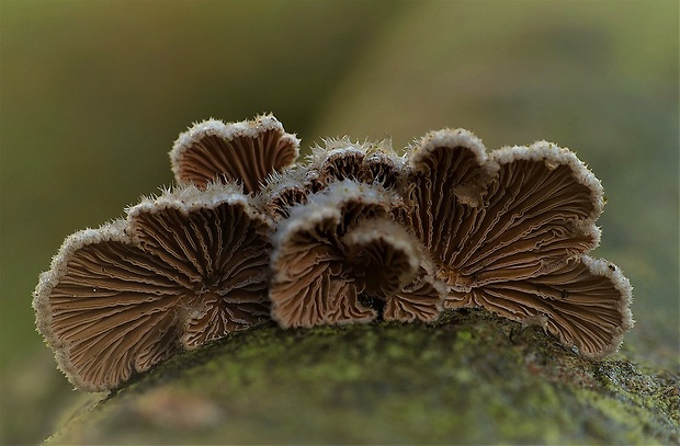 klanolupeňovka obyčajná Schizophyllum commune Fr.