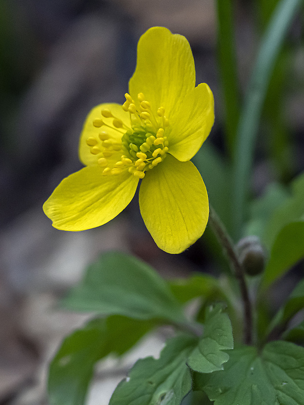 veternica iskerníkovitá Anemone ranunculoides L.