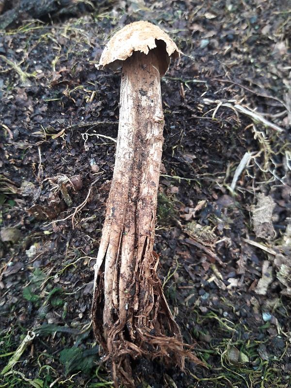 piesočnatka hadovkovitá Battarrea phalloides (Dicks.) Pers.