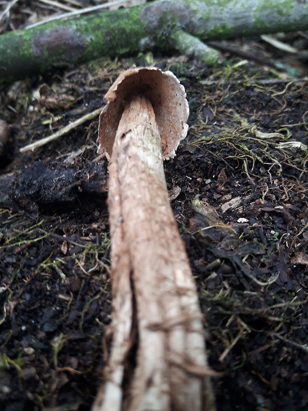 piesočnatka hadovkovitá Battarrea phalloides (Dicks.) Pers.