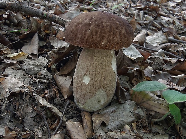 hríb dubový Boletus reticulatus Schaeff.