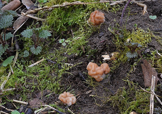 ušiak obrovský Gyromitra gigas (Krombh.) Cooke