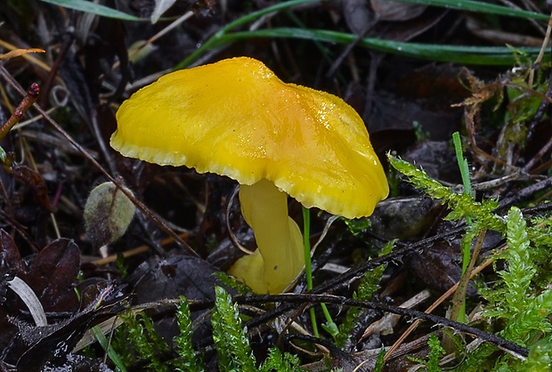 lúčnica citrónovožltá Hygrocybe chlorophana (Fr.) Wünsche