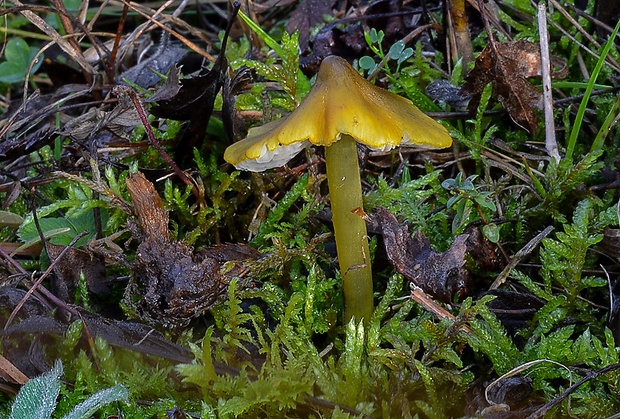 lúčnica kužeľovitá Hygrocybe conica (Schaeff.) P. Kumm.