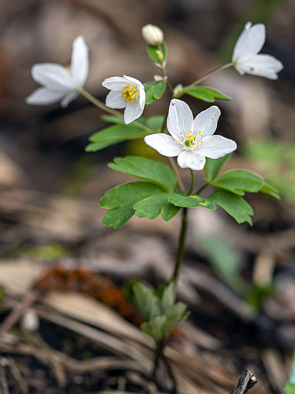 veterník žltuškovitý Isopyrum thalictroides L.