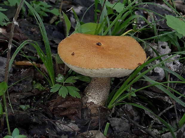 kozák žltooranžový Leccinum versipelle (Fr. & Hök) Snell