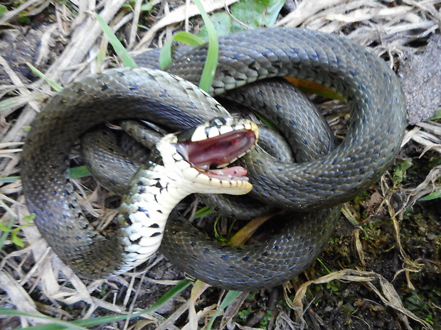 užovka obojková Natrix natrix