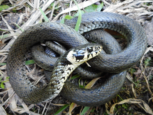 užovka obojková Natrix natrix