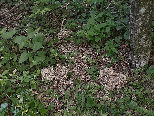 trúdnik klobúčkatý Polyporus umbellatus (Pers.) Fr.